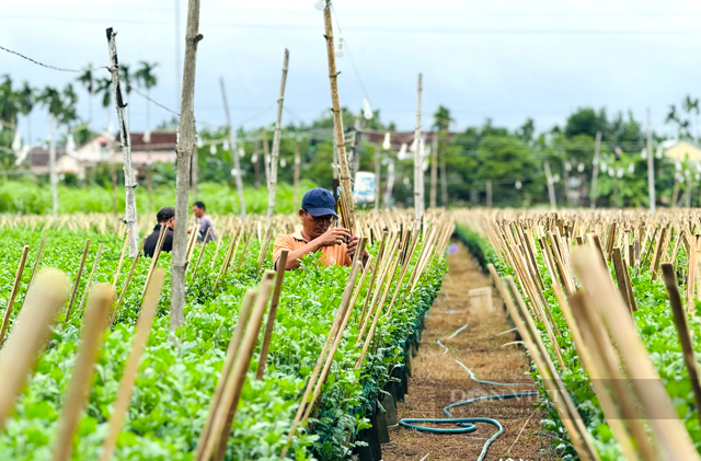 Quảng Ngãi: Có những nơi ánh sáng chưa bao giờ được “ngủ” suốt gần cả mùa đông - Ảnh 5.